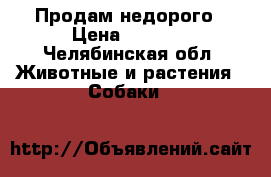 Продам недорого › Цена ­ 5 000 - Челябинская обл. Животные и растения » Собаки   